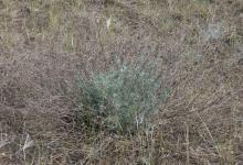 Artemisia campestris 2020-05
