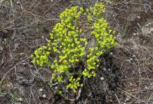 Euphorbia seguieriana 2020 május