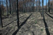 Burned pine forest is Kéleshalom